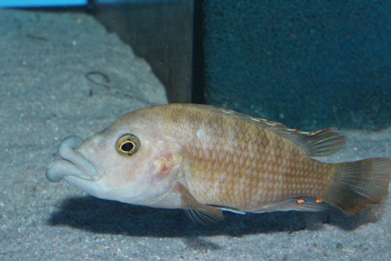 Abactochromis labrosus 'Mbenji Island'
